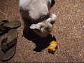 White Staffy Rebel Eating Corn Cob