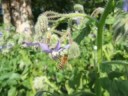 Les abeilles Les abeilles