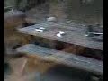 Bear On The Back Deck