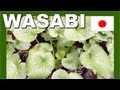 Japan Wasabi Farm