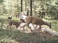 sg550 Doe and Fawn