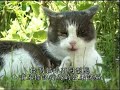 petsafe001