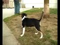 Adopt a dog