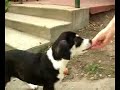 Adopt a dog 