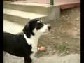 Adopt a dog Shadow MSPCA Springfield, Massachusetts