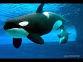 Orcinus Orca