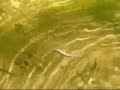 Minnow wiggle rig Minnow wiggle rig