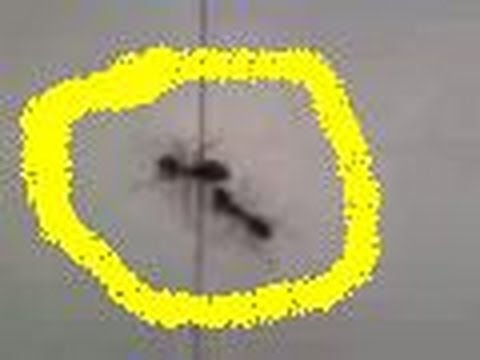 how to get rid of ants qld