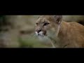 The Bear- L'Ours -2- Preview ... The Bear- L'Ours -2- Preview 