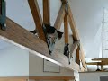 Acrobatic Cat Acrobatic Cat