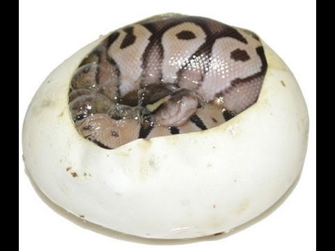 YouTube reptile video