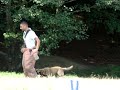 DRESAJ CANIN CLUJ -HOTUL DE MASINI - BESTK9NATION.COM DRESAJ CANIN CLUJ -HOTUL DE MASINI - BESTK9NATION.COM
