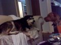 my puppy takes on 9 year old husky