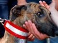 18 Galgo Rescue ITALY - 7 Giugno 2008