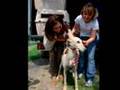 18 Galgo Rescue ITALY - 7 Giugno 2008