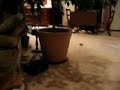 The Fastest Dog in the World!