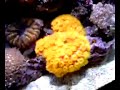reef tank