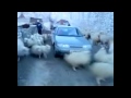 اعصار خرفان حول سيارة