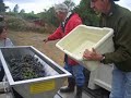 DeborahShelley - Grapes Harvest DeborahShelley - Grapes Harvest