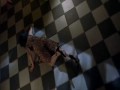 Jennifer Tilly Seed of Chucky