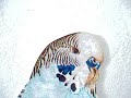 Latest single release by the lofi...