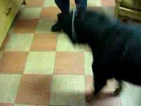 rottweiller