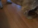 Crazy Dog Crazy Dog