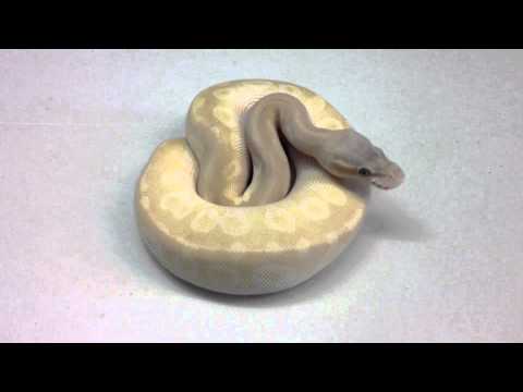 YouTube reptile video