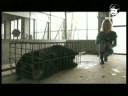 Le interviste del blog beppegrillo.it: Jill Robinson