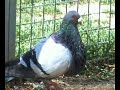 Gorgueros de Carlos Loza 1b