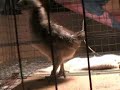 Chasing Chick with Homebrew Steadycam