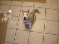 Copper - Our Siberian Huksy Copper - Our Siberian Huksy