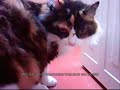 eternity cat clip