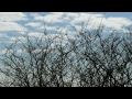 ChapmanCreekVIDEO960DuaneBurnett.m4v