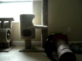 videos de Harley likes the laser