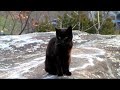 Midi the Mountain Cat on Liberty Rock