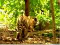 videos de Monkey 1 Testing Tiger and Weird Faces