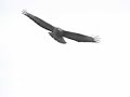 Buzzard display/territorial flight maneuvers