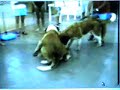 St. Bernard Rescue Dog