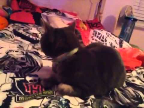 dragomirnet86 - My 11 year old sister likes to blow up cats.