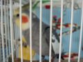 Cockatiel stuck in budgie cage