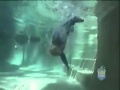 Incroyable Mais Vrai Ce  Bébé Nageur