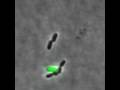 videos de Bacteriophage lambda lysis and lysogeny