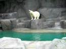 Polar Bear Takes a Dive at the Brookfield Zoo Polar Bear Takes a Dive at the Brookfield Zoo