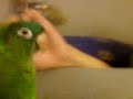 BABY conure ?? parrot ???? love bs bird  PET ??