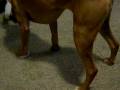 videos de Opal and parrot 2