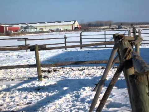 horses grand national