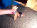 videos de How to catch a Leprechaun