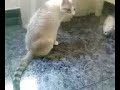 primeros pasos de mi gato primeros pasos de mi gato