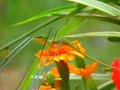 Anole Alley, episode 8. Growing Up Anole!